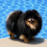 Pandas Boy 1, a male Pomeranian for sale in Phoenix, AZ – 6 of 7