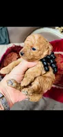Dallas, a male Poodle - Toy  for sale in Phoenix, AZ – 8 of 10