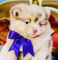 Mason, a male Pomeranian for sale in Phoenix, AZ – 5 of 10