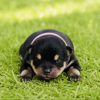 Pandas girl pink, a female Pomeranian for sale in Phoenix, AZ – 5 of 8