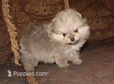 Lily – Pomeranian puppy for sale in Phoenix, AZ