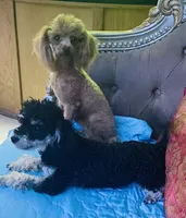 Ebony, a female Poodle - Toy  for sale in Phoenix, AZ – 10 of 10