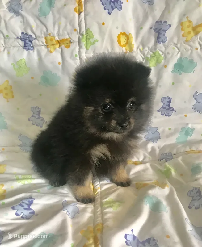 Diego – Pomeranian puppy for sale in Phoenix, AZ