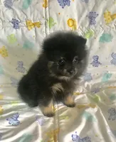 Diego, a male Pomeranian for sale in Phoenix, AZ – 1 of 10