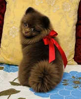 Jasmine , a female Pomeranian for sale in Phoenix, AZ – 1 of 10