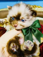 Cassius, a male Pomeranian for sale in Phoenix, AZ – 7 of 10