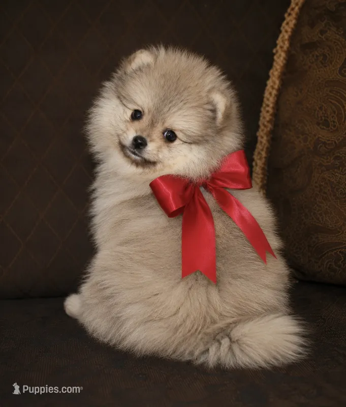 Lily – Pomeranian puppy for sale in Phoenix, AZ