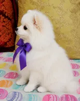 Frosty, a male Pomeranian for sale in Phoenix, AZ – 5 of 10