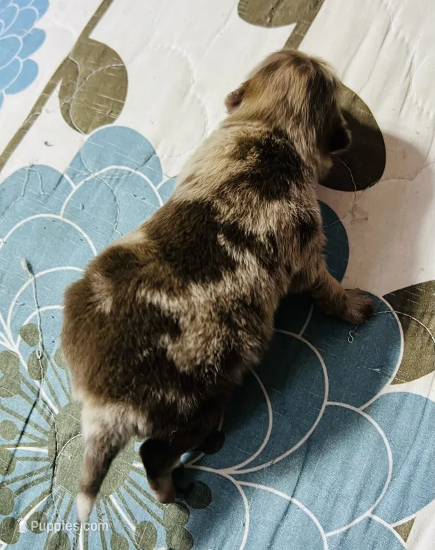 Mason – Pomeranian puppy for sale in Phoenix, AZ