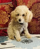Dallas, a male Poodle - Toy  for sale in Phoenix, AZ – 9 of 10