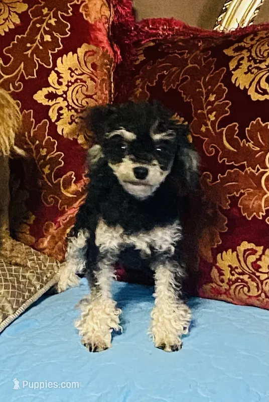 Opal  – Poodle - Toy  puppy for sale in Phoenix, AZ