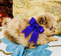 Mason, a male Pomeranian for sale in Phoenix, AZ – 2 of 10