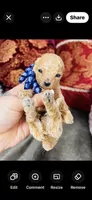 Theodore , a male Poodle - Toy  for sale in Phoenix, AZ – 3 of 9