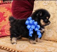 Godivas boy Blue, a male Pomeranian for sale in Phoenix, AZ – 5 of 10