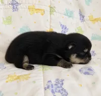 Pandas Boy 1, a male Pomeranian for sale in Phoenix, AZ – 4 of 7