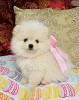 Crystal, a female Pomeranian for sale in Phoenix, AZ – 5 of 10
