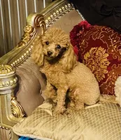 Big Red , a female Poodle - Toy  for sale in Phoenix, AZ – 7 of 8