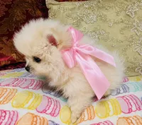 Crystal, a female Pomeranian for sale in Phoenix, AZ – 4 of 10