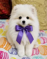 Frosty, a male Pomeranian for sale in Phoenix, AZ – 2 of 10