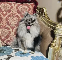 Theodore, a male Pomeranian for sale in Phoenix, AZ – 6 of 7