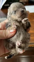 Penelope , a female Pomeranian for sale in Phoenix, AZ – 3 of 10