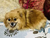 Katie, a female Pomeranian for sale in Phoenix, AZ – 4 of 5
