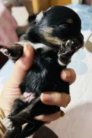 Ruger, a male Pomeranian for sale in Phoenix, AZ – 2 of 8