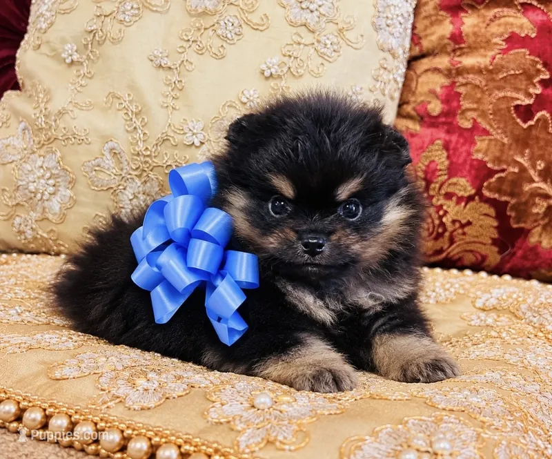 Godivas boy Blue – Pomeranian puppy for sale in Phoenix, AZ