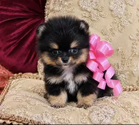 Tiny Pandas girl pink, a female Pomeranian for sale in Phoenix, AZ – 6 of 10