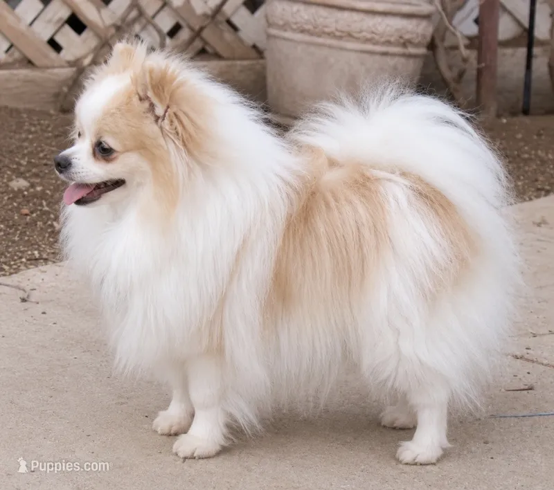 Godiva  – Pomeranian puppy for sale in Phoenix, AZ
