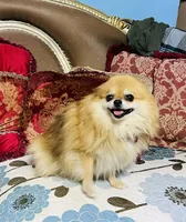 Gumdrop, a female Pomeranian for sale in Phoenix, AZ – 6 of 7