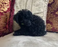 Tory, a female Poodle - Toy  for sale in Phoenix, AZ – 8 of 10