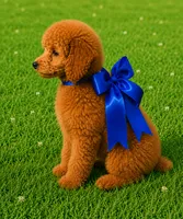 Red Benson, a male Poodle - Toy  for sale in Phoenix, AZ – 4 of 8