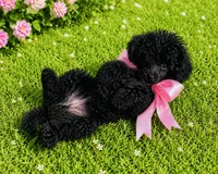 Ebony, a female Poodle - Toy  for sale in Phoenix, AZ – 8 of 10