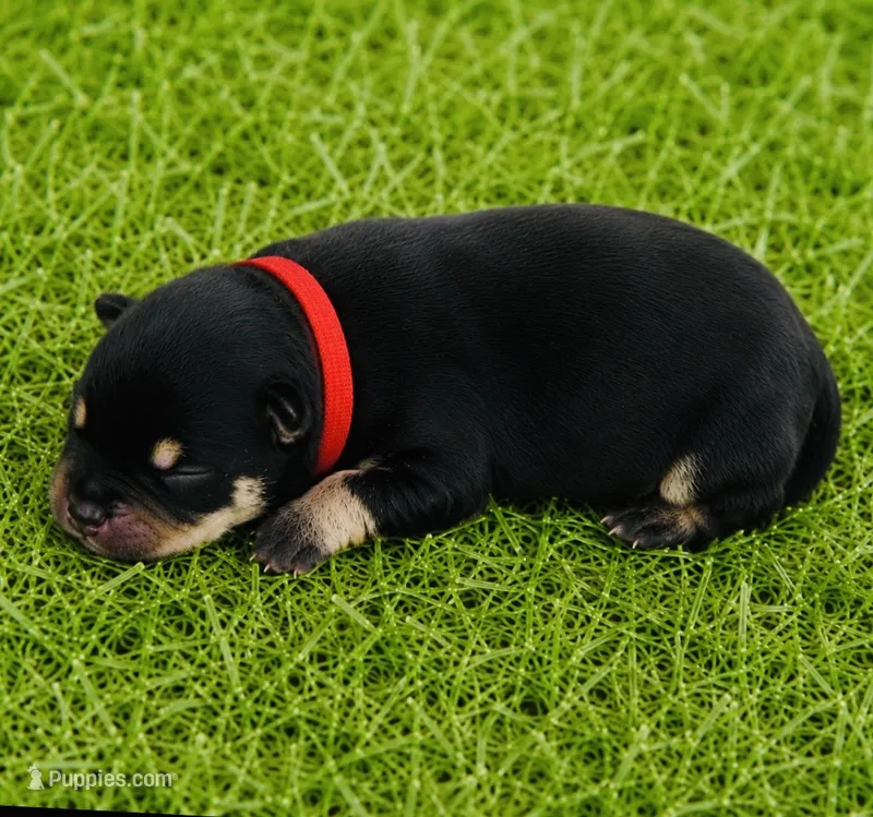 Willows girl – Pomeranian puppy for sale in Phoenix, AZ