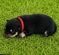 Willows girl, a female Pomeranian for sale in Phoenix, AZ – 1 of 9