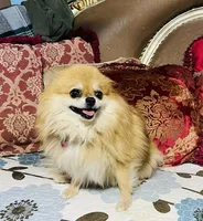 Gumdrop, a female Pomeranian for sale in Phoenix, AZ – 4 of 7