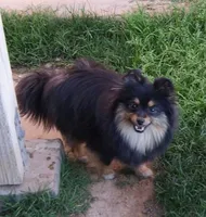 Willows boy, a male Pomeranian for sale in Phoenix, AZ – 7 of 8