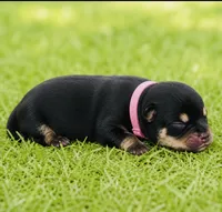 Pandas girl pink, a female Pomeranian for sale in Phoenix, AZ – 4 of 8