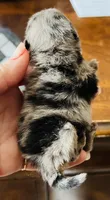 Penelope , a female Pomeranian for sale in Phoenix, AZ – 8 of 10