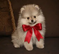 Lily, a female Pomeranian for sale in Phoenix, AZ – 2 of 10