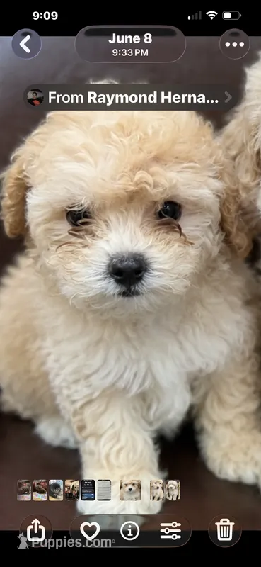 Red – Poodle - Toy  puppy for sale in Phoenix, AZ