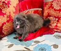 Penelope , a female Pomeranian for sale in Phoenix, AZ – 10 of 10