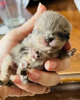 Penelope , a female Pomeranian for sale in Phoenix, AZ – 4 of 10
