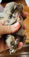 Penelope , a female Pomeranian for sale in Phoenix, AZ – 1 of 10