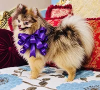 Orion, a male Pomeranian for sale in Phoenix, AZ – 1 of 8