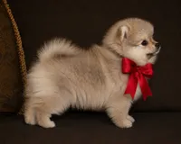 Lily, a female Pomeranian for sale in Phoenix, AZ – 3 of 10