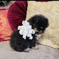 Pandas White bow Boy 1, a male Pomeranian for sale in Phoenix, AZ – 3 of 10