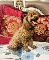 Red Benson, a male Poodle - Toy  for sale in Phoenix, AZ – 8 of 8