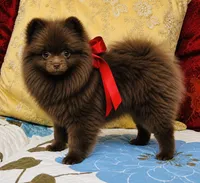 Jasmine , a female Pomeranian for sale in Phoenix, AZ – 3 of 10